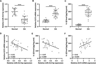 Exosomes Derived From miR-212-5p Overexpressed Human Synovial Mesenchymal Stem Cells Suppress Chondrocyte Degeneration and Inflammation by Targeting ELF3